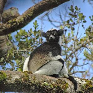 Reforestation, Ambositra-Vondrozo Corridor (COFAV)