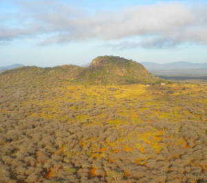 Reforestation, Kasigau Corridor