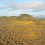 Reforestation, Kasigau Corridor