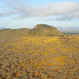 Reforestation, Kasigau Corridor