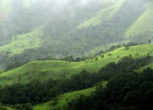 Reforestation, India
