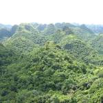 Reforestation, Vietnam's Forests