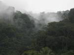 Reforestation, Costa Rica's Forests