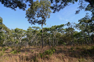 Reforestation, Miombo Woodlands 