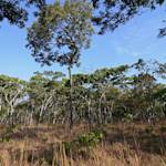 Reforestation, Miombo Woodlands