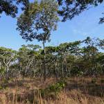 Reforestation, Miombo Woodlands 