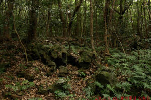 Reforestation, Korea's Forests