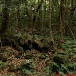 Reforestation, Korea's Forests