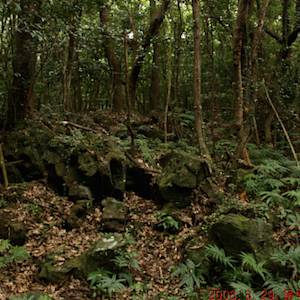 Reforestation, Korea's Forests