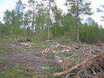 Habitat Loss, Illegal Logging