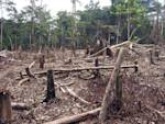 Habitat Loss, Modern Exploitation Of Amazonia