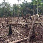 Habitat Loss, Modern Exploitation Of Amazonia