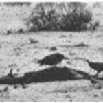 Civilization Collapse, Famine In The Sahel