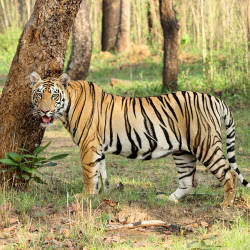  The Bengal Tiger Goes Locally Extinct In The Sariska Tiger Reserve