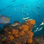 Parks And Reserves, Cabo Pulmo National Park