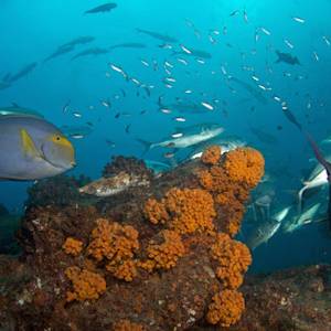 Parks And Reserves, Cabo Pulmo National Park
