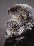 Species Recovery, Sea Otters