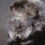 Species Recovery, Sea Otters