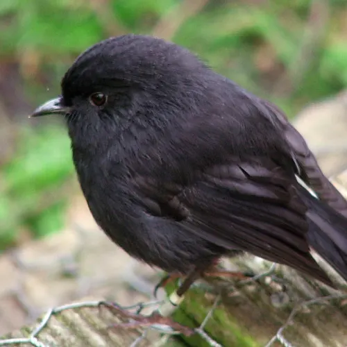 What is missing? | Back From The Brink: Black Robins