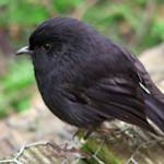 Back From The Brink: Black Robins