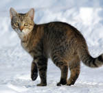 Invasive Species, Feral Cat