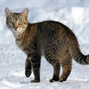 Invasive Species, Feral Cat