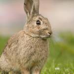 Invasive Species, Feral Rabbit