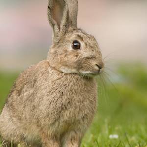 Invasive Species, Feral Rabbit