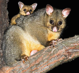 Invasive Species, Brushtail Possum