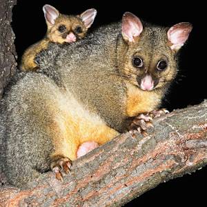 Invasive Species, Brushtail Possum