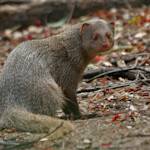 Invasive Species, Small Indian Mongoose