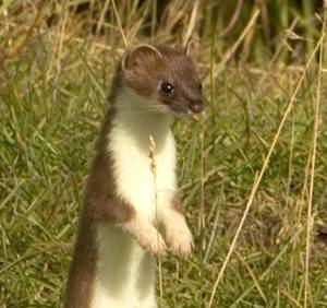 Invasive Species, Short-tailed Weasel