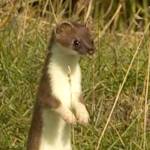 Invasive Species, Short-tailed Weasel