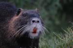 Invasive Species, Nutria