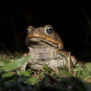 Invasive Species, Cane Toad