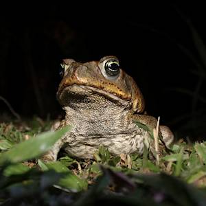 Invasive Species, Cane Toad
