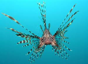 Invasive Species, Lionfish