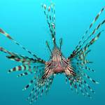 Invasive Species, Lionfish