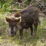 Invasive Species, Feral Pig