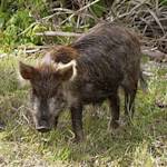 Invasive Species, Feral Pig