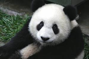 Back From The Brink, Giant Panda