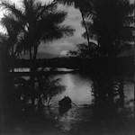 Amazon Rainforest, Little More Than a Memory