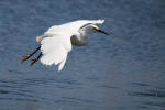 Species Recovery, Snowy Egret