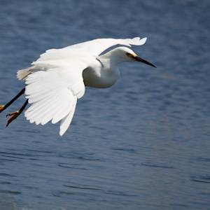 Species Recovery, Snowy Egret