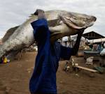 Invasive Species, Nile Perch