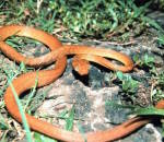 Invasive Species, Brown Tree Snake