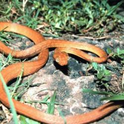 Invasive Species, Brown Tree Snake