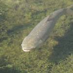 Invasive Species, Asian Carp