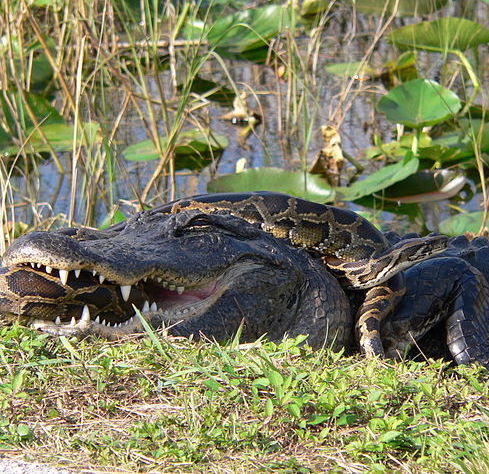What is missing? | Invasive Species, Burmese Python