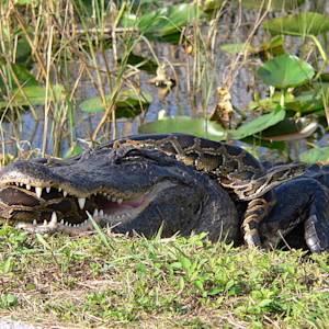 Invasive Species, Burmese Python